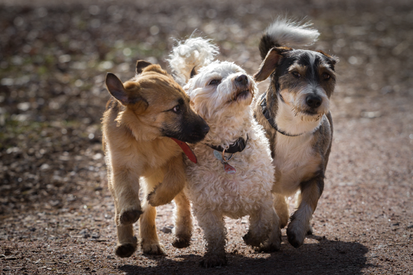 Three Dogs Walking