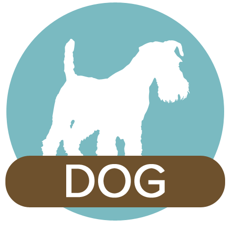Dog Library Icon